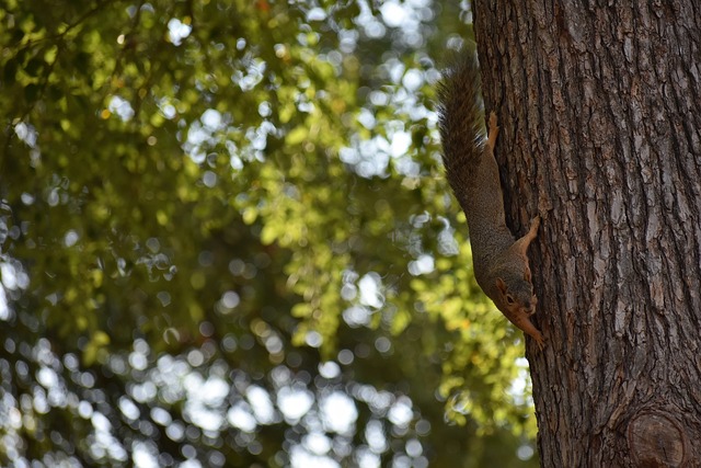 篮球CBA季后赛门票售罄，黄牛加价300%